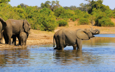 Au-delà du rêve : L’AFRIQUE AUSTRALE, le grand voyage aux racines du monde